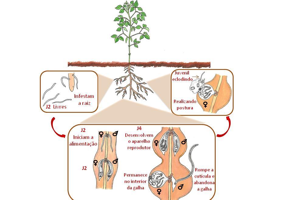 Ciclo de vida Endoparasita sedentário; Reprodução