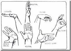 16 Anteriormente à importância da habilidade da mão em atividades diárias e de recreação, é necessário que as pessoas que atuam na manutenção e recuperação das atividades da mão compreendam muito bem