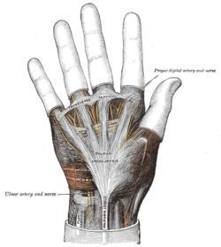 17 aponeurose palmar fibrosa, e nos dedos, onde forma as bainhas dos dedos (MOORE, 2010). Um septo medial entende-se profundamente da margem medial da aponeurose palmar até o quinto osso metacarpal.