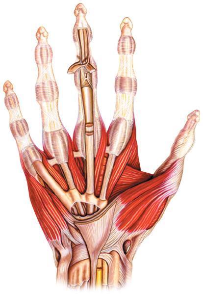 18 Figura 4 Músculos e tendões Fonte: NETTER 2015 4.2.1 Músculos tenares Formam a proeminência na parte lateral da palma da mão e sua ação principal e a oposição do polegar.