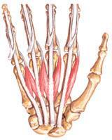 19 4.2.3 Músculos curtos da mão Lumbricais: São quatro músculos delgados, forma assim denominados por sua semelhança, em sua forma, a uma lombriga, assim como mostra a figura 5.