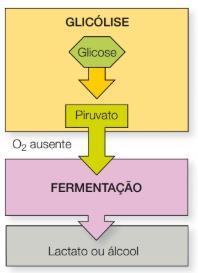 Nos eucariontes ocorre logo após a glicólise.