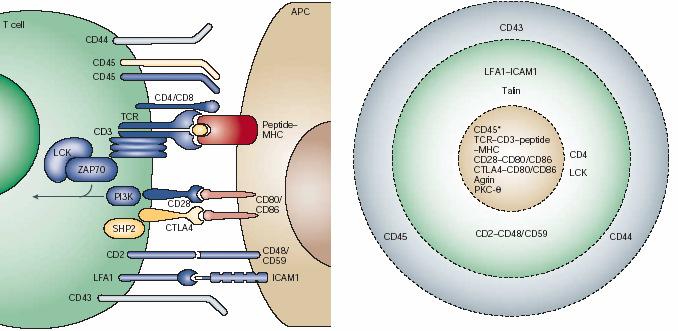 infecção e ligação de células T no endotélio de
