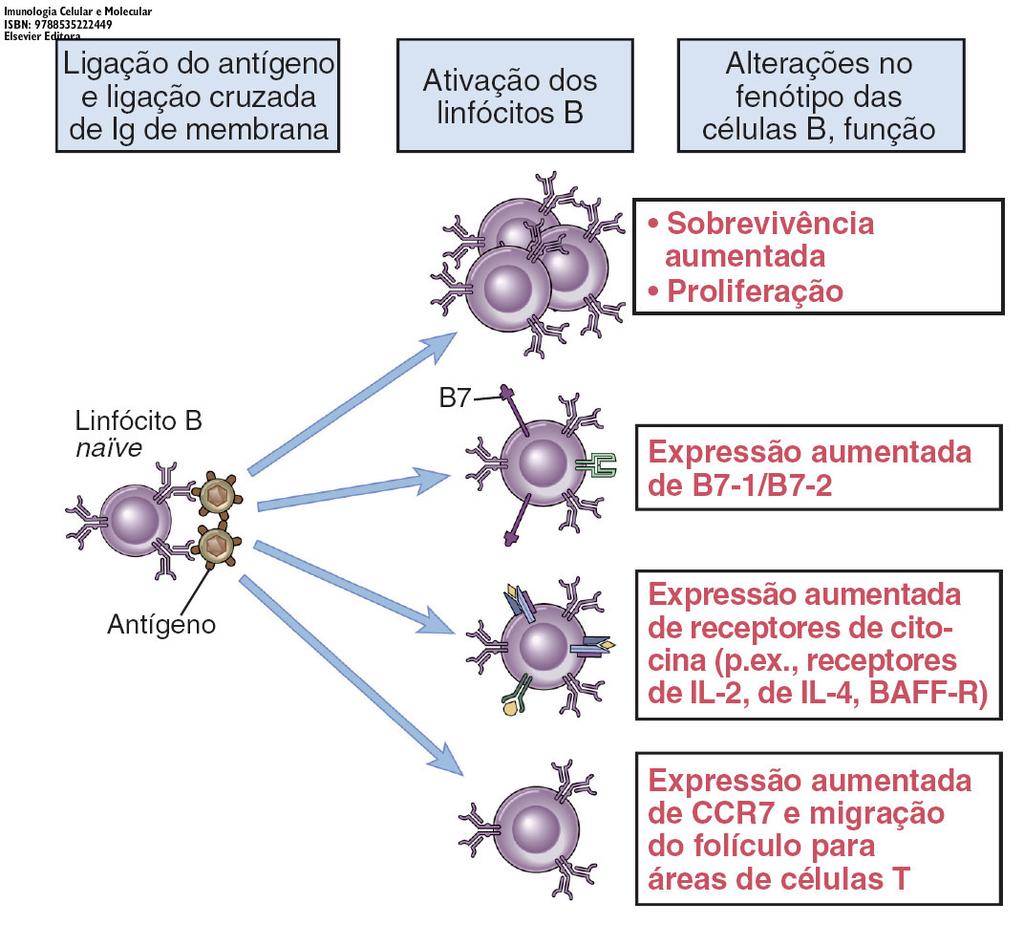 Resposta funcional