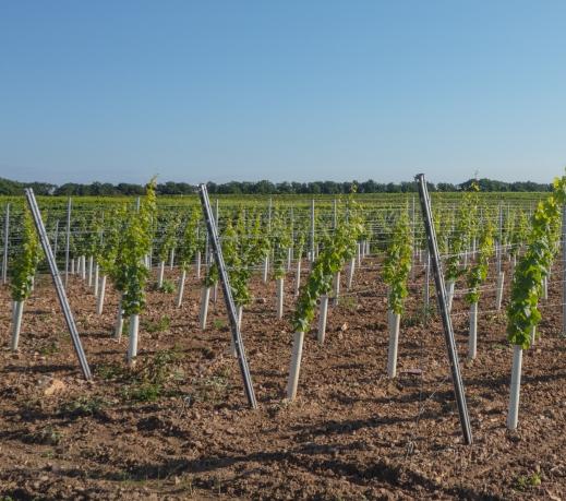 Fertilizantes FOLIARES A linha Azavis Os produtos Azavis são fertilizantes nitrogenados contendo micronutrientes quelatados, para estimular o crescimento e evitar deficiências desses microelementos.