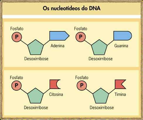 As bases nitrogenadas podem ser de quatro tipos: Adenina, Timina, Guanina e