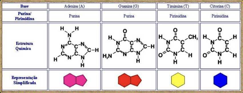 Adenina e Guanina são maiores = 2 anéis aromáticos