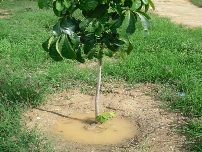 necessária nesta etapa pois as condições climáticas