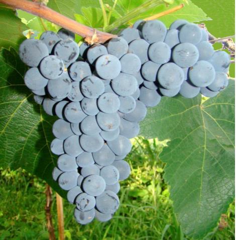 O Pinot Noir (Figura 8) é a cultivar que ocupa atualmente a menor área de produção na propriedade. Contudo, é a mais procurada pelas indústrias de processamento de espumantes e vinhos.