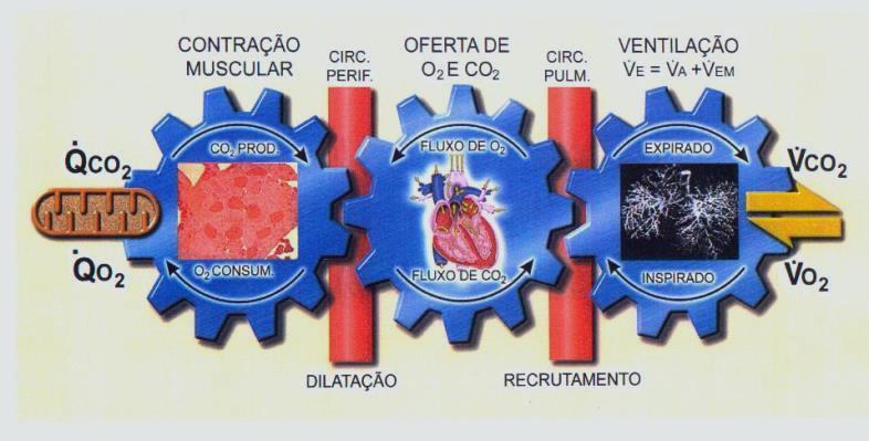 Neder JA & Nery LE. Fisiologia clínica do exercício. São Paulo: Artes Médicas, 2003.