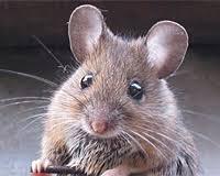 Mus musculus, também conhecido como camundongo ou ratodoméstico, é uma espécie de pequeno roedor da família dos murídeos, encontrado originalmente na Europa e Ásia, e atualmente distribuído por todo