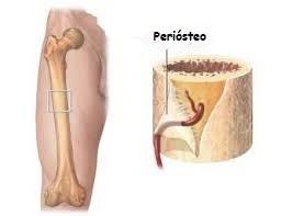 PERIÓSTEO O Periósteo é uma membrana de tecido conjuntivo denso, muito fibroso, que reveste a superfície externa da diáfise, fixando-se firmemente a toda a superfície