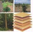 Produto de madeira de valor agregado Paricá Lâminas Compensado Pinus Celulose e Papel Madeira Serrada Painéis