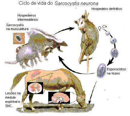 24 Figura 1 Ciclo de vida do Sarcocystis neurona. Fonte: (http://sarcocystis.life.cicle.jpg) Estudos posteriores, realizados por Mullaney et al.