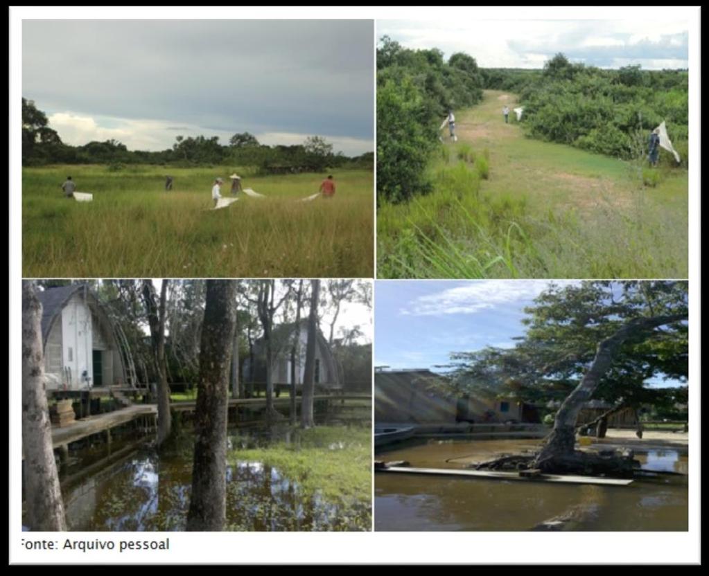 26 Figura 3. Arraste de flanela e pontos de coletas no pantanal mato-grossense do Munícipio de Poconé-MT, durante o período de novembro de 2012 a julho de 2013 3.