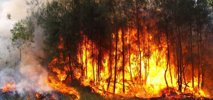 Questão 3 Tal como vimos na prova da semifinal, o fumo emitido pelos fogos florestais é composto maioritariamente por partículas em suspensão e por compostos de carbono, nitrogénio e enxofre.