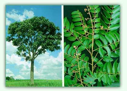 Espécies vegetais nobres do Brasil CEDRO AROEIRA Cedrela fissilis Vell.