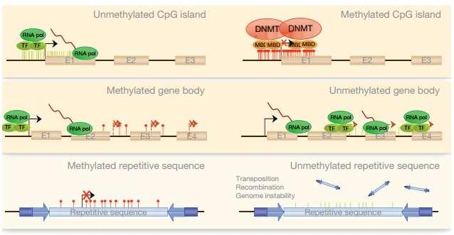 Ocorre nas sequências CpG in tandem, em ambas as fitas do DNA.