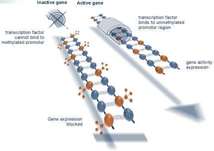 Metilação de citosinas no DNA Funções: Expressão gênica Estabilidade