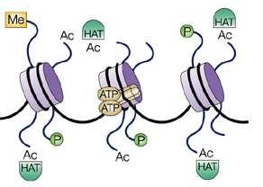Perfil de modificação de histonas Inúmeras enzimas atuam em conjunto para adicionar e remover