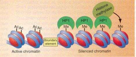 Perfil de modificação de histonas Inúmeras enzimas atuam em conjunto para adicionar e remover modificações covalentes nas histonas, interagindo entre si e com outros mecanismos