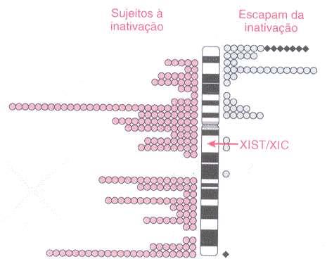 Inativação do X A inativação não é completa: Região pseudoautossômica (homologia com cromossomo Y) Região pericentromérica 30% dos genes do braço curto Inativação variável entre os indivíduos