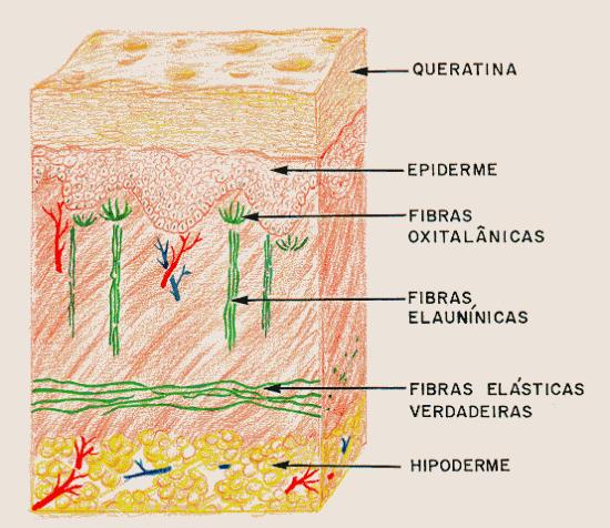 -As células mais superficiais da epiderme são células mortas que apresentam QUERATINA -proteína que proporciona impermeabilidade à