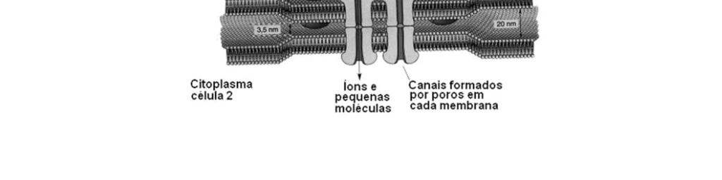Trata-se de uma estrutura cuja função principal é estabelecer comunicação entre as células, permitindo que grupos celulares funionem de modo corrdenado e harmônico, formando um conjunto funcional.