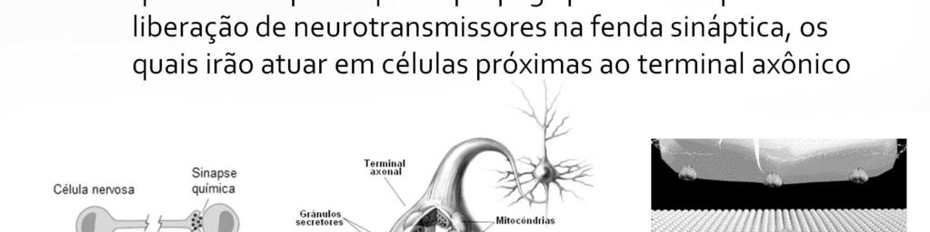 Sináptica: pela secreção de moléculas chamadas neurotransmissores.