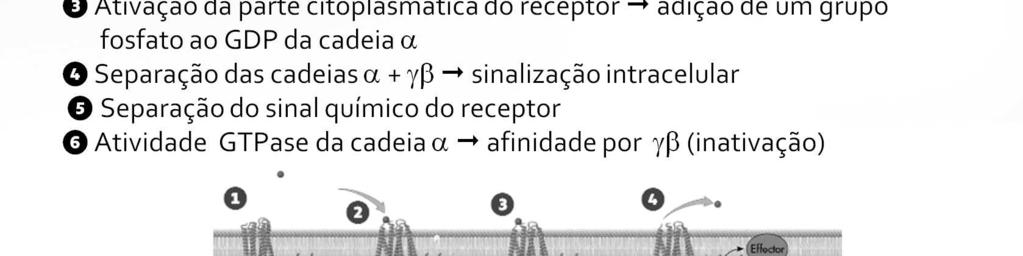 A ligação de um sinal químico pelo segmento extracelular ativa a parte citoplasmática do receptor, que então adiciona um grupo fosfato ao