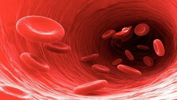 Volume Sanguíneo O volume sanguíneo do Rn a termo varia de 80 a 90 ml/kg em contraste com o volume de sangue do Rn prematuro que varia de 90 a 105 ml/kg.