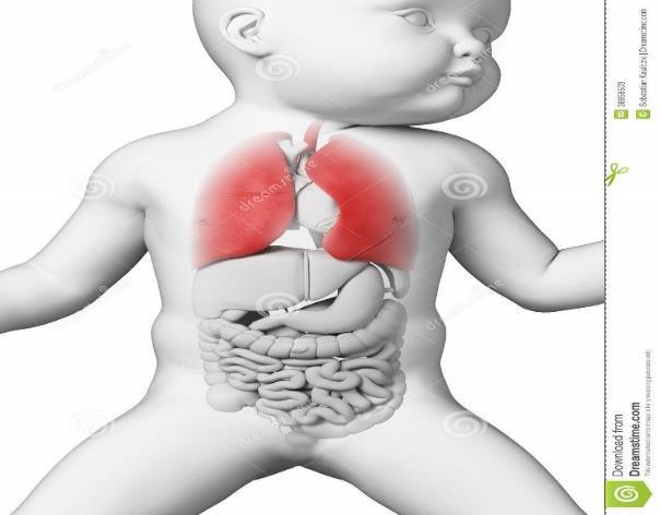 B Sistema Respiratório Entre as semanas 24 a 30 de gestação, os pneumócitos II (células alveolares), começam a secreção limitada