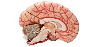 H Sistema Neurológico Todos os nervos cranianos estão presentes ao nascimento.