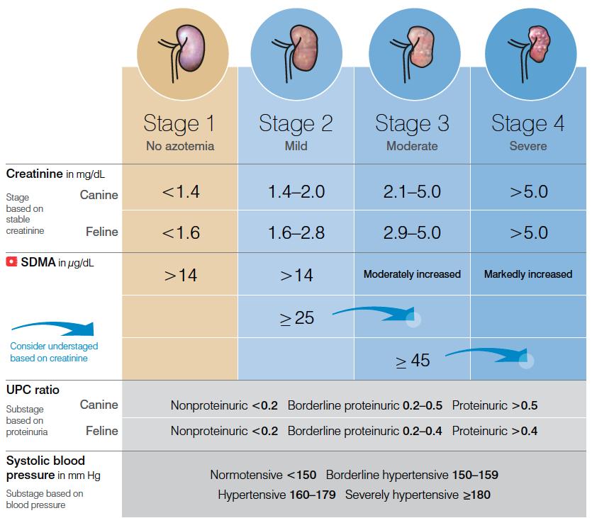 7 acúmulo de toxinas como ureia, amônia e gastrina, entre outros compostos, quando não adequadamente excretados pelos rins (POLZIN, 2011; BARTAGES, 2012; KOGIKA et al., 2015). Figura 1.