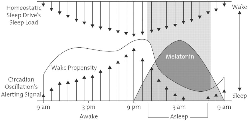 Regulação do sono A Sono B A - Processo homeostático Acumulação de substâncias químicas promotoras de sono dependente da duração e qualidade do sono prévio