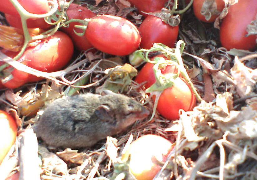 Espécie Calomys callosus típico do serrado