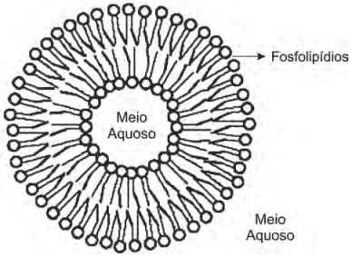 Questão 5: O elemento netúnio ( 93 237 Np), após a emissão de sete partículas alfa e quatro partículas beta, transforma-se em qual elemento químico?