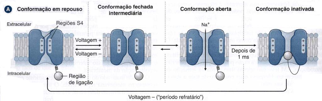 Condução do Estímulo Nociceptivo Canais de Sódio voltagem dependente