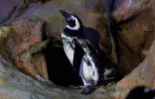 2 million liters of water distributed in 30 tanks and aquariums. The penguin is one of its attractions.