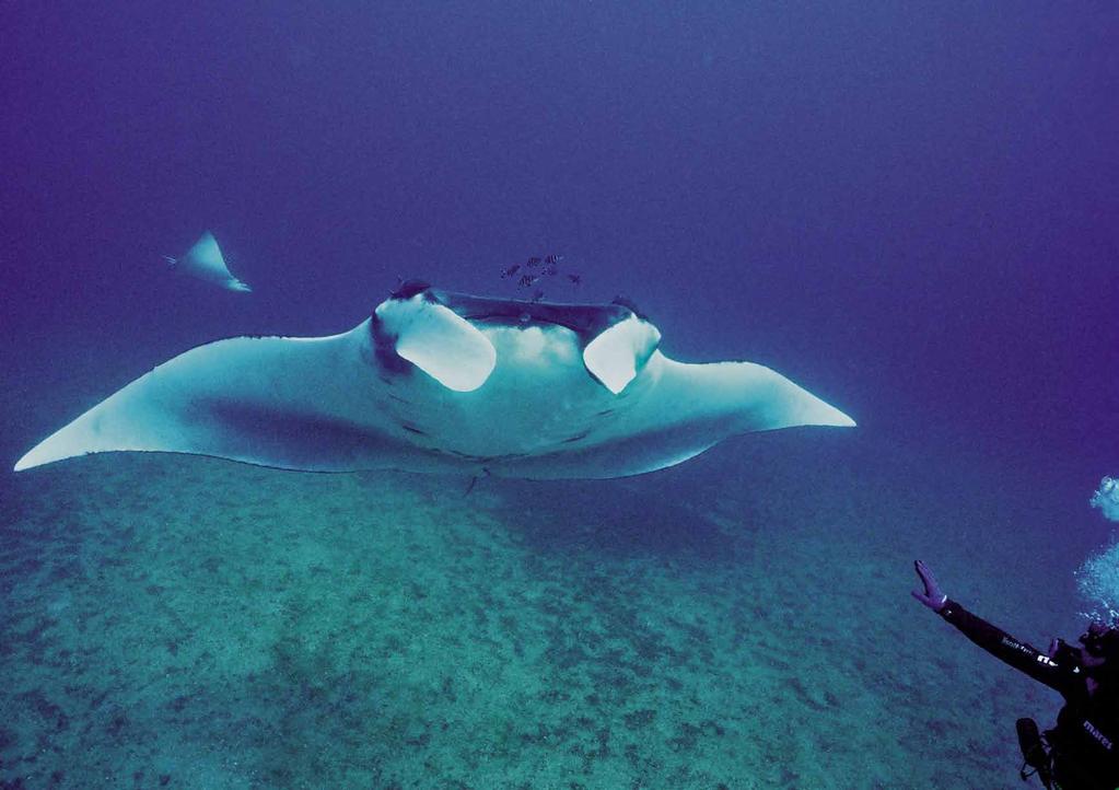 6 Foto: Ricardo Feres Parque Estadual Marinho da Laje de Santos (mergulho) - Tem como referência náutica continental mais próxima o farol da Ilha da Moela, da qual dista 16,8 milhas náuticas e de