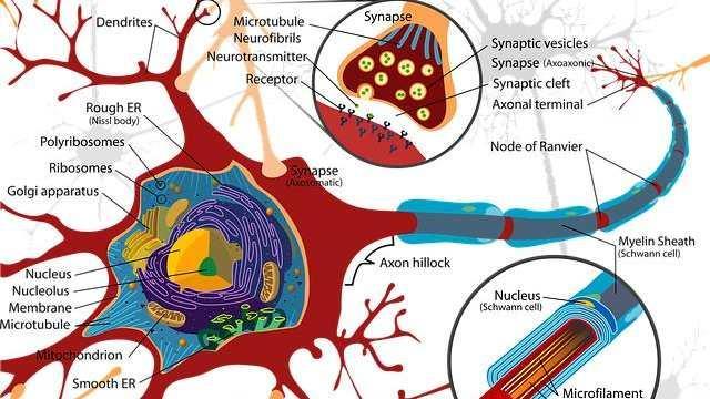 Psicofarmacologia