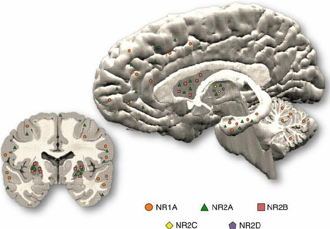 Psicofarmacologia & Sistema