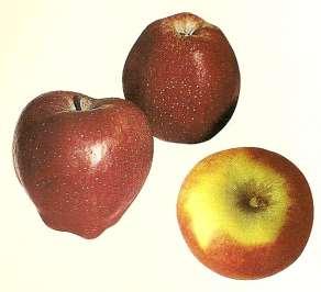 1.3- Composições de volumes: Cézanne dizia com orgulho com uma maçã quero maravilhar Paris.