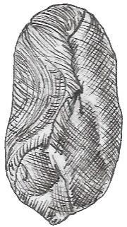 região posterior com detalhe dos cotilédones; H corte longitudinal da semente; I - vista dorsal com