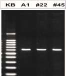 tempos de extensão extremamente curtos e consequentemente tempos de protocolos reduzidos (THERMO FISHER SCIENTIFIC, 2016). a) b) Figura 1.