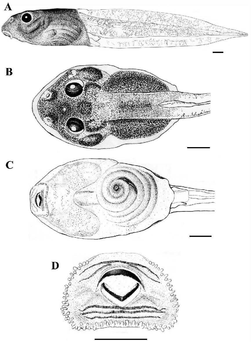 240 M.BILATE, H.WOGEL, L.N.WEBER & P.A.ABRUNHOSA Fig.3 Girino de Leptodactylus spixi (escalas=1mm): (A) vista lateral, (B) vista dorsal, (C) vista ventral e (D) disco oral.