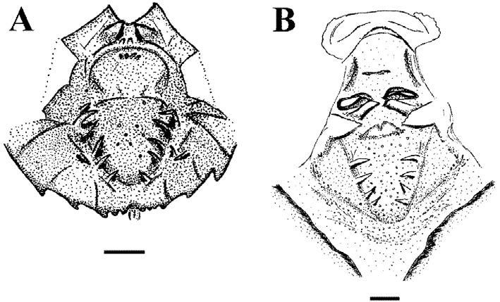 VOCALIZAÇÕES E GIRINO DE LEPTODACTYLUS SPIXI HEYER, 1983 (AMPHIBIA, ANURA, LEPTODACTYLIDAE) 241 Fig.