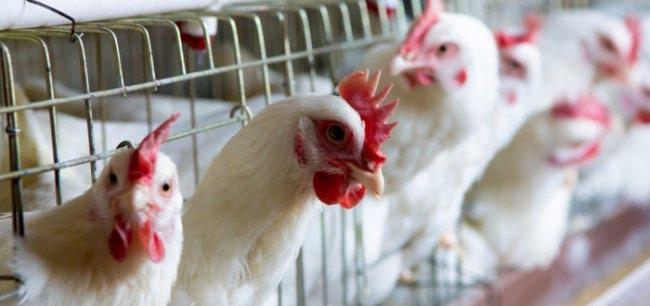 omc OMC estabelece painel para solucionar disputa Brasil x Indonésia sobre frango O Órgão de Solução de Controvérsias (DSB), da Organização Mundial do Comércio (OMC), decidiu no dia 03/12/2015