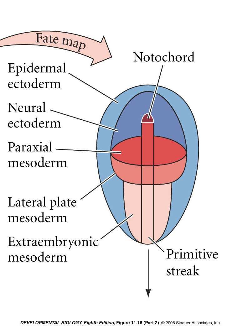 notocorda, e estruturas mesodérmicas laterais As células da região mediana da