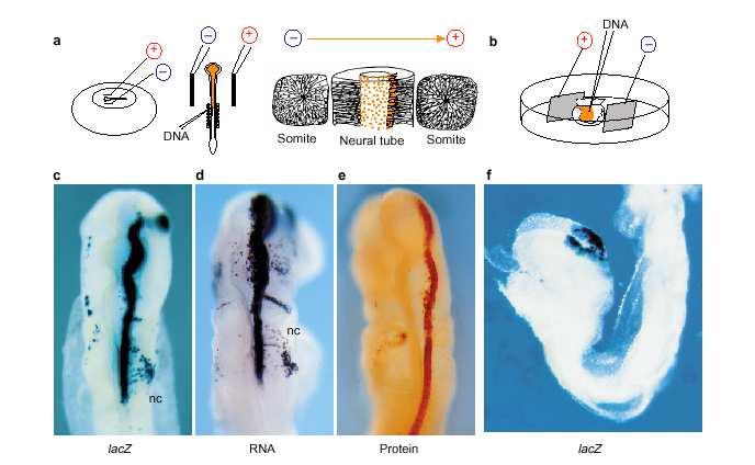 Imunohistoquímica